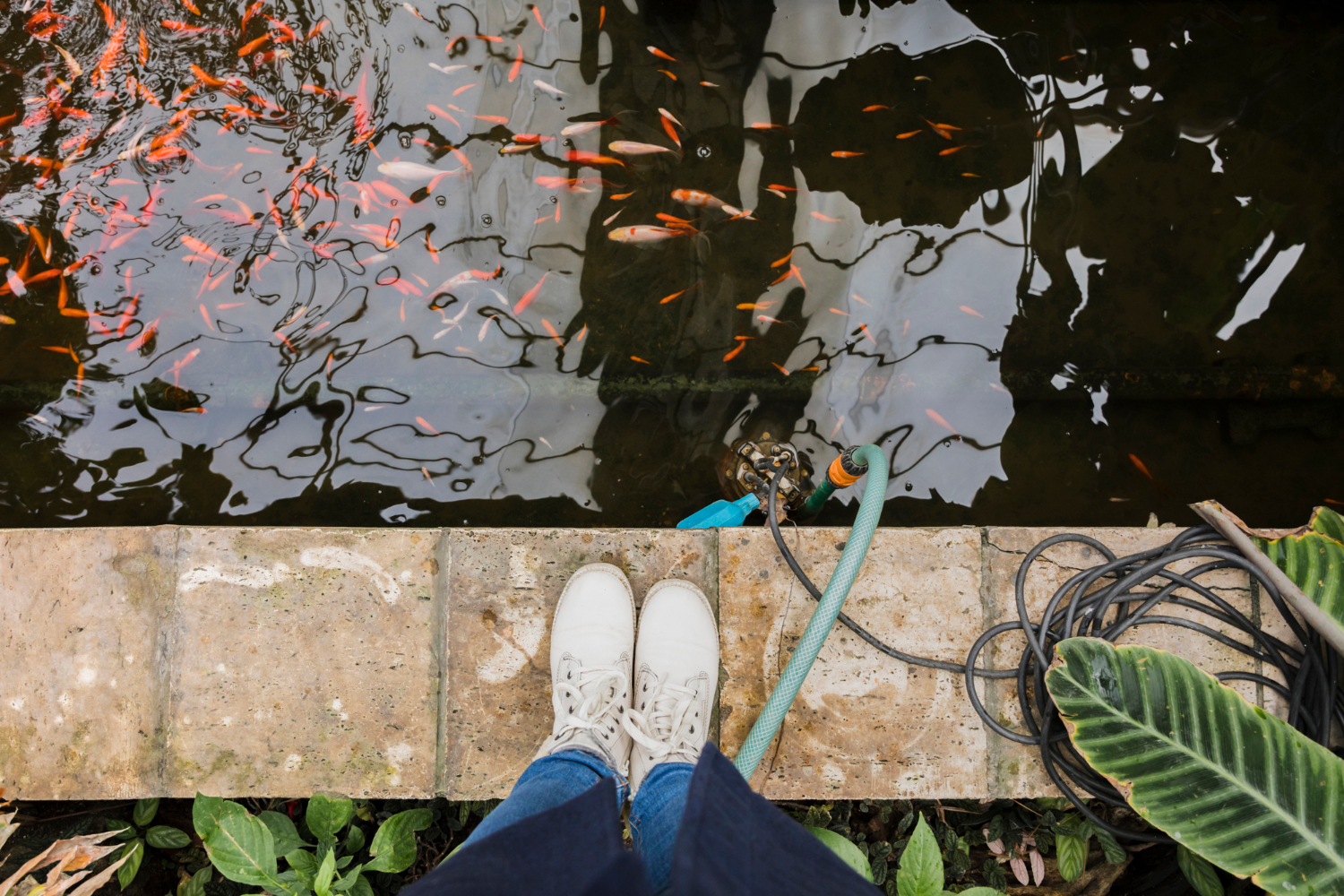 Heldere tuinvijver met waterplanten en natuurlijke beplanting rondom de vijver